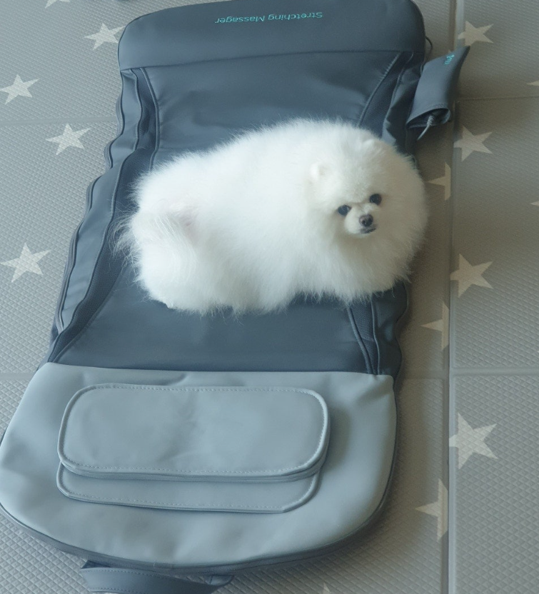 클럭 위에 강아지 앉아있는 사진